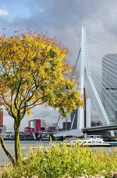Rotterdam Nizozemsko Října 2021 Park Leuvehoofdu Divoce Zbarveným Lakovníkem Pozadí — Stock fotografie