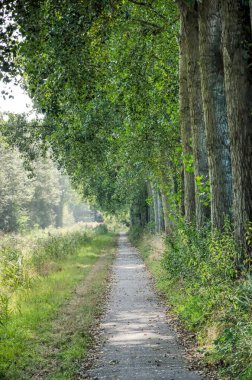 Hollanda 'nın Goeree adasında uzun kavak ağaçlarıyla kaplı dar patika.