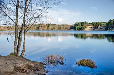 Hollanda, Haarlem yakınlarındaki Zuid-Kennemerland Ulusal Parkı 'nın kumullarındaki sakin bir gölün kıyısında ağaçlar.