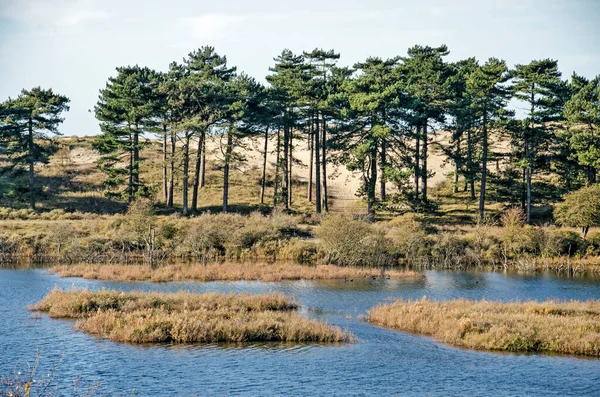 Groupe Pins Sur Rive Lac Dans Les Dunes Parc National — Photo