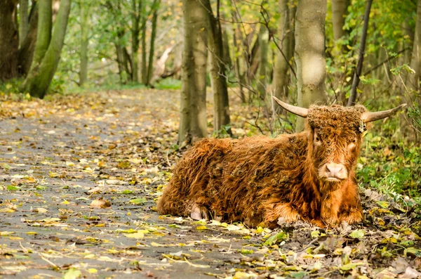 Highin Rotterdam Netherlands Landsland Cow Resting Footpath Covered Fallen Leaves — стоковое фото