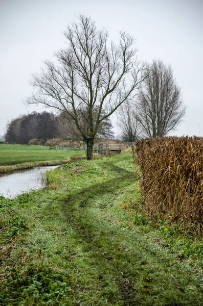 Meandering Grassy Trail Hedges Trees Bushes Meadows Ditches Krimpenerwaard Polder — Photo