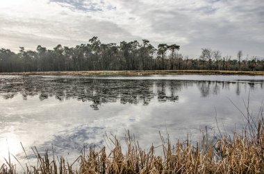 Hollanda, Breda yakınlarındaki Mastbos ormanındaki bir gölde ince buz tabakası.