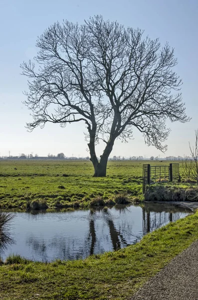 Scène Pittoresque Avec Arbre Clôture Fossé Prairies Par Une Journée — Photo