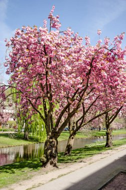 Rotterdam, Hollanda, 14 Nisan 2022: Üç Japon kiraz ağacı (prunus serrulata) baharın güneşli bir gününde Blijdorp yakınlarındaki Statensingel Kanalı boyunca