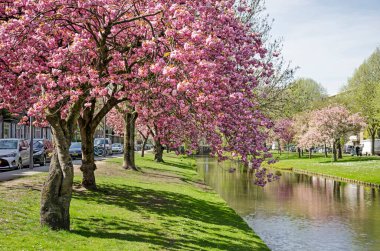 Rotterdam, Hollanda, 14 Nisan 2022: Blijdorp Mahallesi 'ndeki Statensingel Kanalı boyunca bolca çiçek açan Japon kirazı (prunus serrulata)