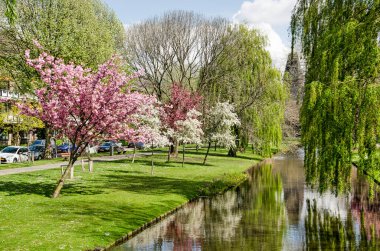 Rotterdam, Hollanda, 14 Nisan 2022: Blijdorp Mahallesi 'ndeki Statensingel Kanalı boyunca çiçek açan ağaçlar