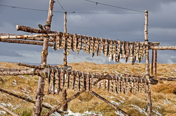 Wooden Constrction Drying Fish Partly Snow Covered Grassy Landscape Iceland — Stock Photo, Image