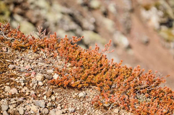Roodachtige Sedum Achtige Vegetatie Die Groeit Een Rotsachtige Vulkanische Helling — Stockfoto