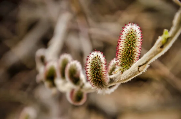 Primer Plano Una Variedad Rojiza Amentos Sauce Bosque Hvammstangi Islandia —  Fotos de Stock