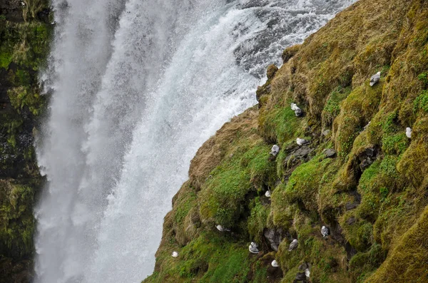 Aves Nidificando Nas Falésias Gramadas Lado Cachoeira Skogafoss Skogar Islândia — Fotografia de Stock