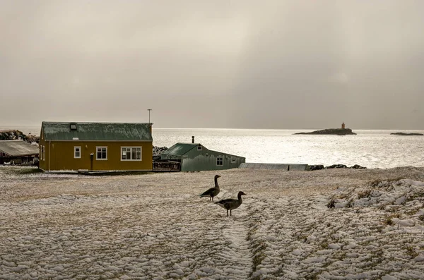 Flatey Iceland May 2022 Dramatic Sky Single House Sea Snow — Stock Photo, Image
