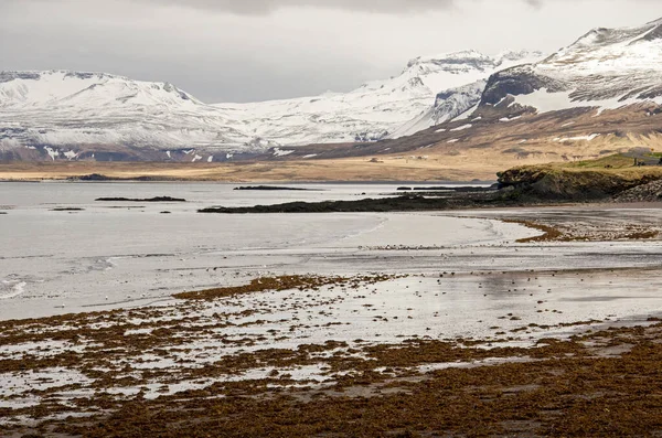 Baia Sulla Costa Settentrionale Della Penisola Snaefellsnes Con Alghe Sabbia — Foto Stock