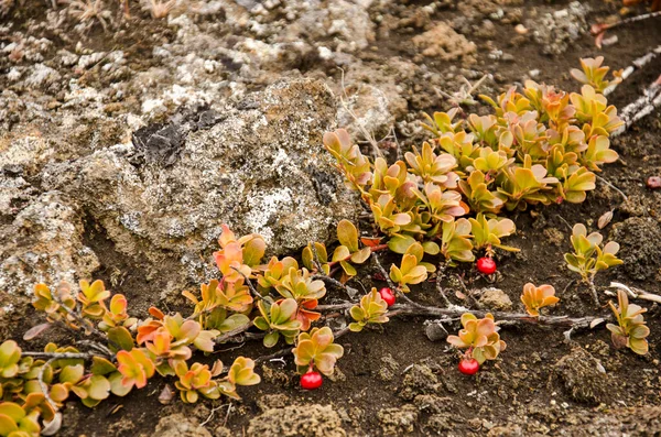 Sedum Con Bacche Rosse Che Crescono Tra Rocce Sabbia Montagna — Foto Stock