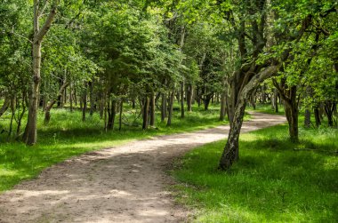 Hollanda 'da Zandvoort ve Noordwijk arasındaki kum tepelerinde, alçak ağaçlı bir orman boyunca gezinen kum yolu.