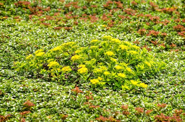 Zbliżenie Żółtego Kawałka Sedum Vegetatedroof — Zdjęcie stockowe