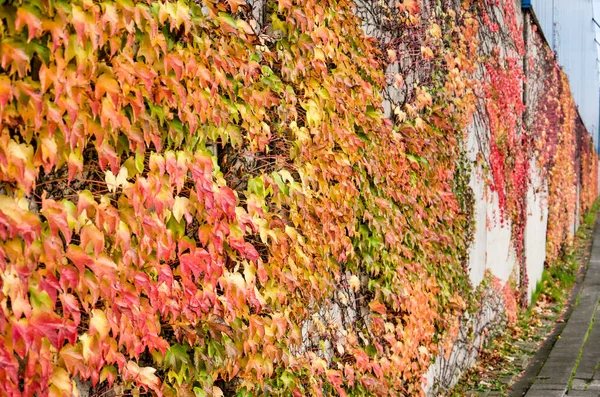 가을에는 아이비로 뒤덮인 콘크리트 — 스톡 사진