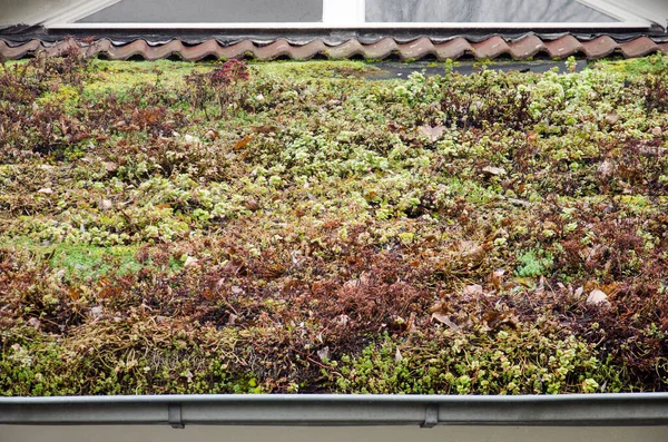 Sedum and other kinds of vegetation on a roof between roof tiles and gutter