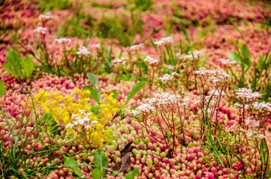 Close up of a vegetated roof with sedum in shades of green, yellow, white and red clipart