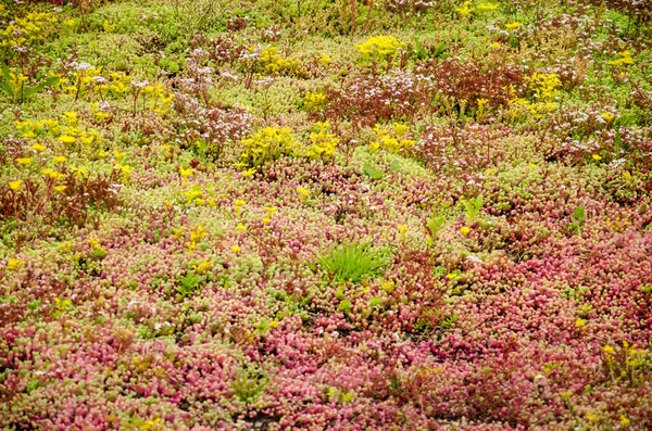 Vista Tetto Vegetato Con Sedum Nei Toni Del Verde Giallo Foto Stock Royalty Free