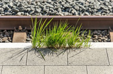 Clumps of grass growing on the edge of a railway platform in Utrecht, The Netherlands