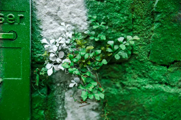 Tiny Plant Growing Mortar Brick Wall Recently Sprayed Photographer Green — Zdjęcie stockowe