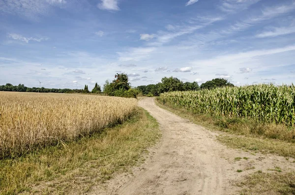 Meandering Dirt Road Field Corn Field Wheat Munster Germany Sunny Jogdíjmentes Stock Képek