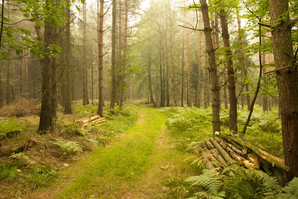 Dans la profondeur de la forêt — Photo