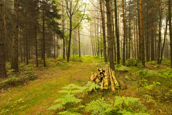 Krásné ráno v lese - cesta z lesa — Stock fotografie