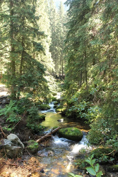 A mountain stream — Stock Photo, Image