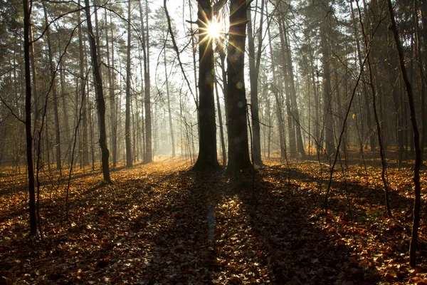 Dans la profondeur de la forêt — Photo