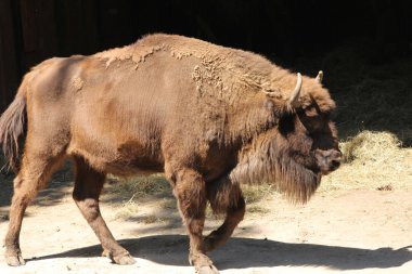 bizon yaban öküzü
