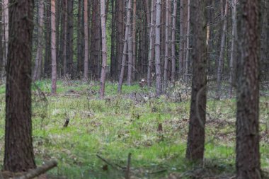 Ağaçlardaki dağ keçisi