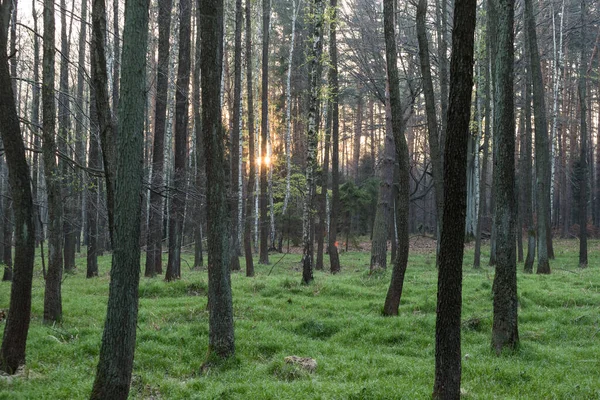 Stralen Voorjaar Groen Bos — Stockfoto