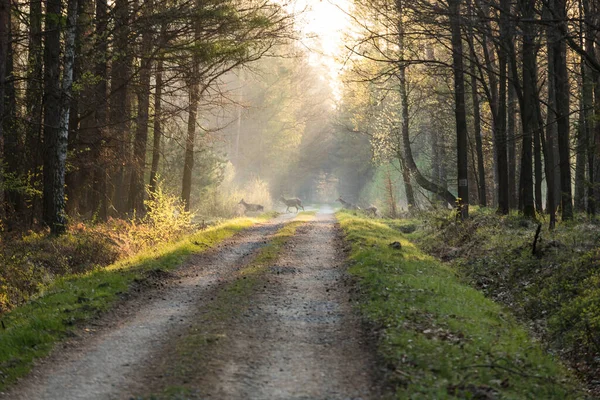 Cerfs Sur Route Forestière — Photo