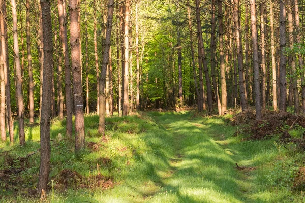Zelená Silnice Lese — Stock fotografie