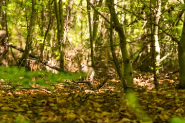 Ormandaki genç tilki