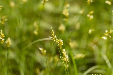 Ormanda çiçek açan çimenler