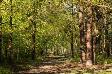 bahar yeşili orman yolu
