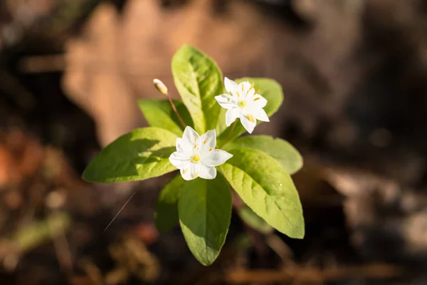 Flower Forest Seventh — Stock Photo, Image