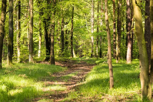 Güzel yeşil orman yolu