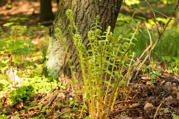 Young Ferns Forest — Stock Photo, Image