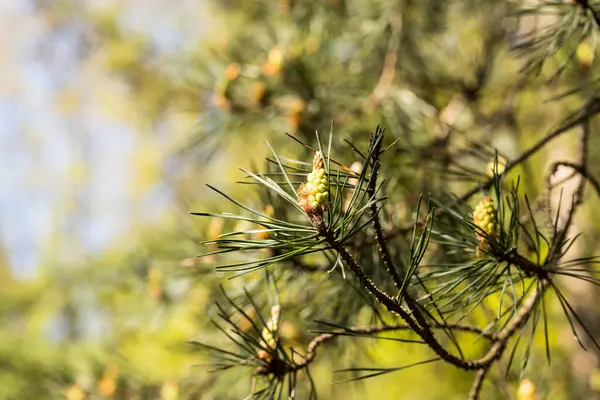 Young Pine Cone Branch — Stock Photo, Image