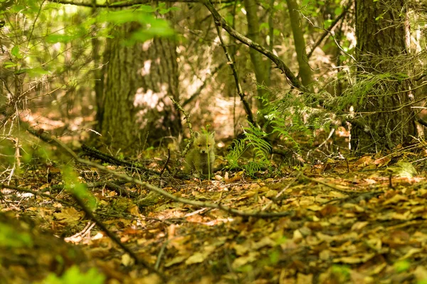 Ormandaki genç tilki