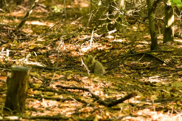 Genç tilki ve orman