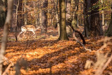 Daniel ormanda, bir hayvan.
