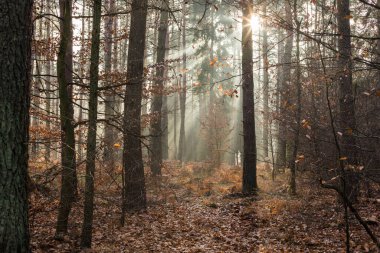 Güzel sonbahar ormanı, ışıl ışıl