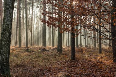 Güzel sonbahar ormanı, ışıl ışıl