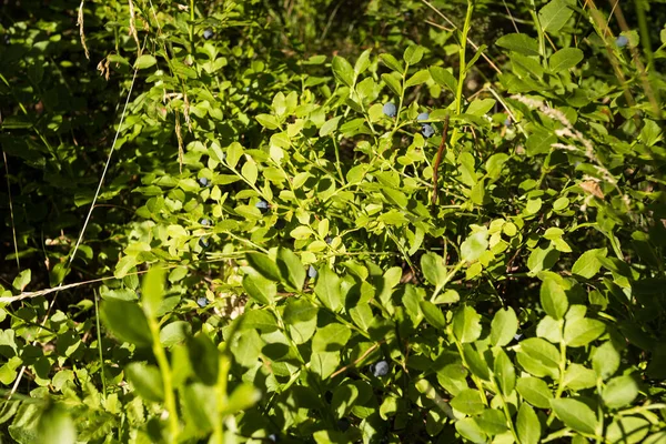 Orman meyvesi çalıları, meyve