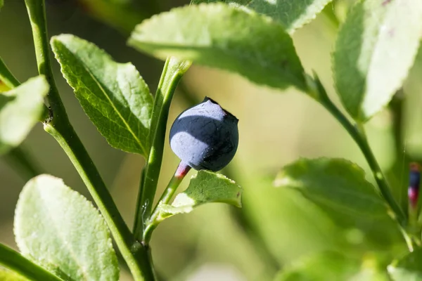 Fruit Forest Berry — Fotografia de Stock